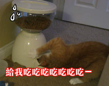 「貓大人、溫柔一點嘛...」自動餵食器的辛酸血淚史