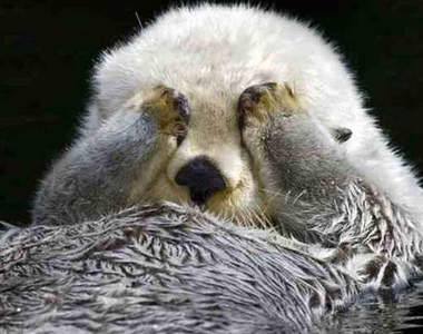 《海獺手遮雙眼的理由》絕對不是因為牠害羞(/▽＼*) 