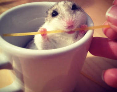 哈姆太郎的食慾驚人　無論任何狀態下都能繼續吃我的（啃）