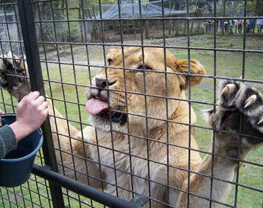 紐西蘭《牢籠餵食秀》讓你嚐嚐被關在牢籠裡的滋味