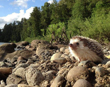 《小刺蝟大冒險》下一個挑戰的地方是.........?