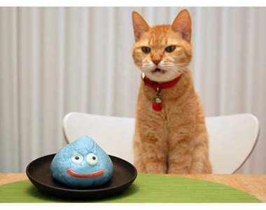 促進食慾貓咪食慾的《寵物飼料盤》狗狗也可以用嗎（舉手）