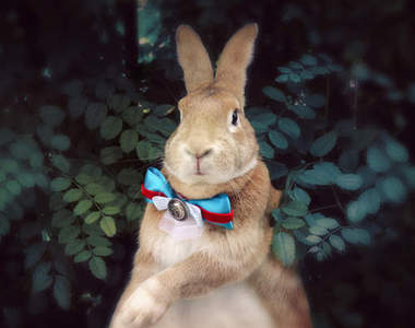 超萌變裝兔《史大力》你是童話故事裡跑出來的吧？