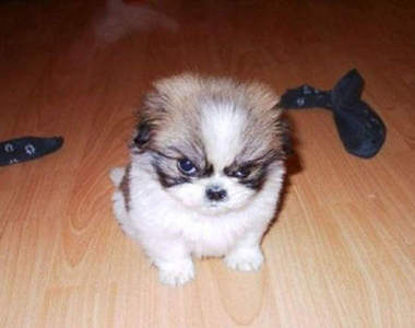 《生氣的小動物》笑一個啦~不要這麼生氣嘛~