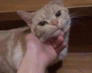 瞬殺絕技《抬下巴》寵物版 似乎比抬人更吸引人啊～