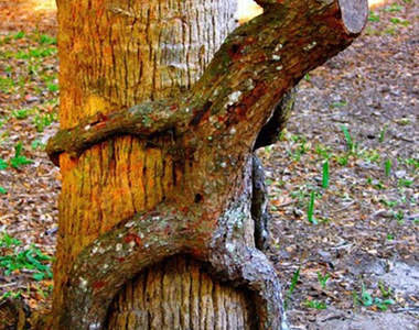 《發情樹木》纏綿悱惻成這樣也太害羞啦