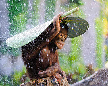 2015《SONY世界攝影大獎》開跑 優秀作品搶先看