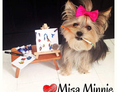《多才多藝約克夏》Misa Minnie 樣樣行 真是太厲害了
