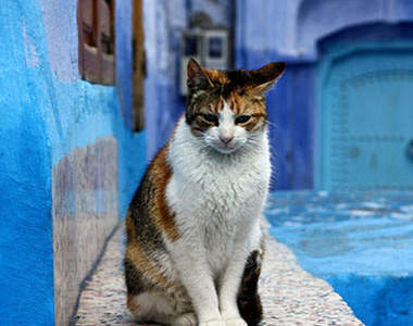 喵星人占領的「藍街」　神秘藍色小鎮舍夫沙萬