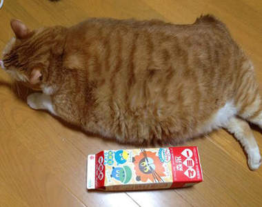 Twitter發《胖胖貓きんとき》1公升的牛奶原來這麼小瓶啊～（誤）