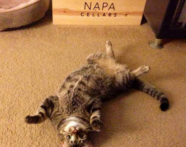 《翻肚肚的貓咪們》好肚肚不摸嗎？