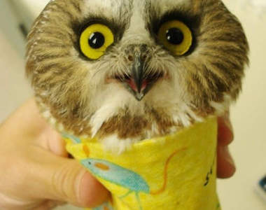 超Q《動物捲》各種動物捲被被　客倌今天想要哪個口味呢？