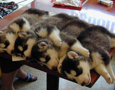 睡姿大考驗　禮拜天一早誰要起床啦～(打哈欠)