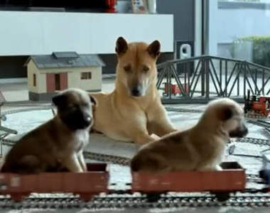 超萌《單親狗把拔》影片 請以認養代替購買