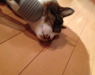 《貓咪 vs 按摩棒》貓奴快去開發貓咪專用款₍˄・༝・˄₎