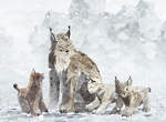 《Shelter 2》冰天雪地裡的山貓家族溫馨遊戲 《Shelter 2》冰天雪地裡的山貓家族溫馨遊戲