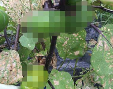 關於青椒的二三事 除了是蔬菜以外還能?