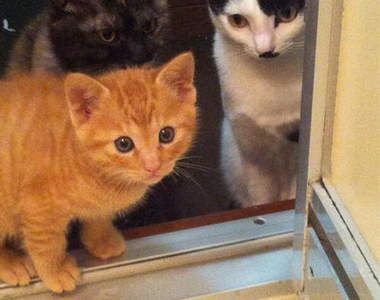 《貓咪偷看你洗澡的原因》難道不也是因為愛嗎ෆ◕ㅂ◕ෆ