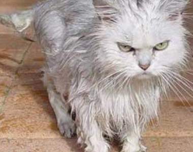 《貓的報復》不要忘記餵喵吃飯，不然你的下場是……