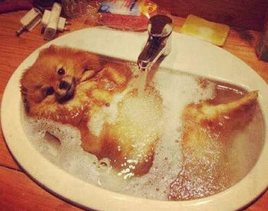 《博美狗洗澡》竟然會變成味噌湯（笑）