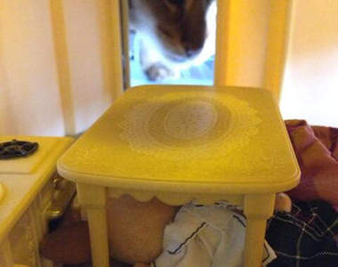 《進擊的巨貓》森林家族面臨史上最大危機┣o(･ω･｡)