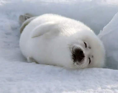 超萌《海豹》扭來扭去的也太萌了~大犯規>////<