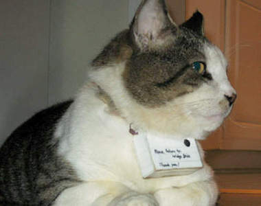 貓咪攝影師　Mr. Lee用牠的喵相機帶大家看世界