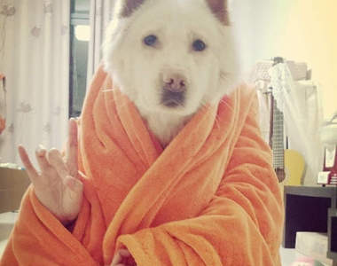 《土狗變身》你是在合適什麼啦XDD