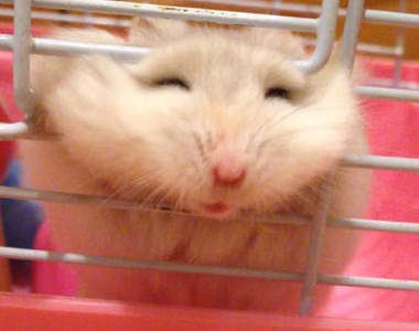 《倉鼠逃脫記》逃脫失敗的表情也太可愛了吧(〃艸〃)