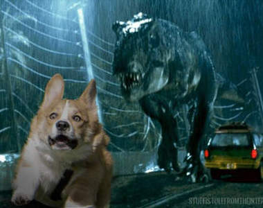 《超治癒柯基動圖》邊看邊跟著搖屁屁會瘦唷(〃▽〃)