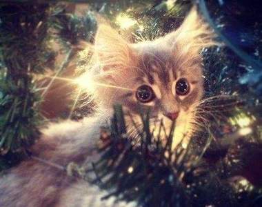 《聖誕樹上最萌的裝飾品》整棵樹讓你撲倒我也願意♥