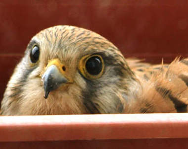 超溫馨《在花盆下蛋的鳥兒》我家窗外多了保鑣呢 ❤