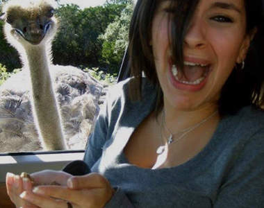 鴕鳥怎麼交配　頭搖來搖去搖到我頭都暈惹