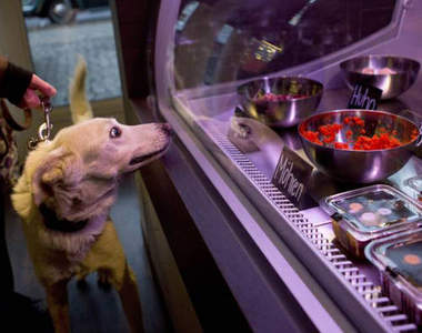 《寵物鮮食料理專賣店》毛孩子們偶爾也需要換換口味♪