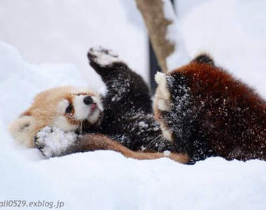 《小貓熊》爆萌玩雪姿　好想偷偷抱走一隻喔～（抱緊）