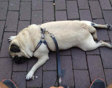 《狗狗的裝死遊戲》我走不動了你抱我吧（趴）