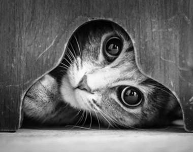 《貓的黑白照片》去掉多餘的色彩貓咪變得更？