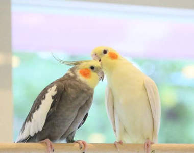 新療癒空間《小鳥咖啡廳》可愛造型甜點也絕對不能錯過