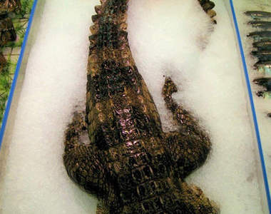 《大賣場賣鱷魚》一整隻擺著看起來好豪邁......