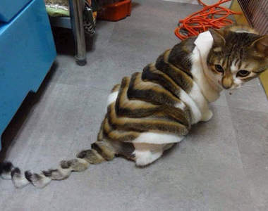 《寵物剃毛樂》主人報復的時間到了～（誤）