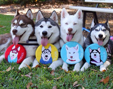 《家有4小哈》四隻哈士奇一起賣萌~太邪惡了~