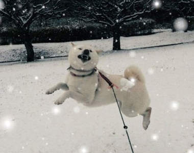 動物也可分成現充和非現充　我的眼角都流汗了