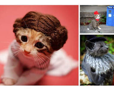 《貓的！COSPLAY》這些宅宅的喵喵們～(已抱緊)