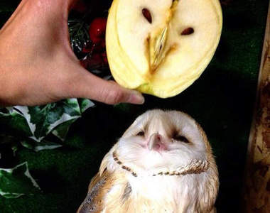 《貓頭鷹動圖》集合可愛、可怖與可疑（？）於一身的有趣動物