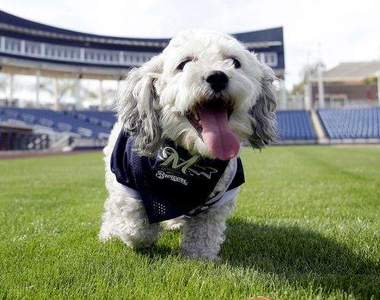 大聯盟釀酒人隊狗「Hank」棒球場是他的新家