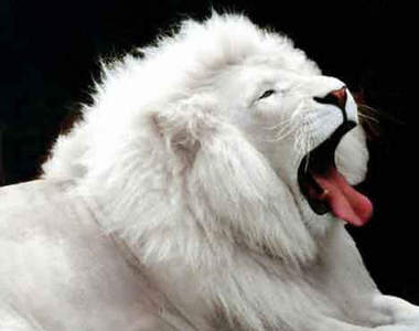 《白化症vs黑化症》天生不平凡的動物們　