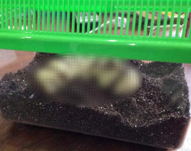 【閱覽注意】網友自製《幼蟲巧克力》男生收到都哭哭惹(-∀-`; )