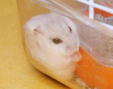 《寵物鼠的小角落》就是喜歡這種貼著的港覺～