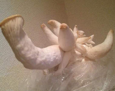 閱覽注意級的杏鮑菇栽培 這真的是地球上的生物嗎(苦笑)