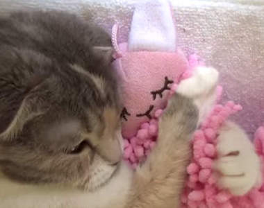 《抱娃娃貓》唉呦那麼可愛我也要一起抱啦